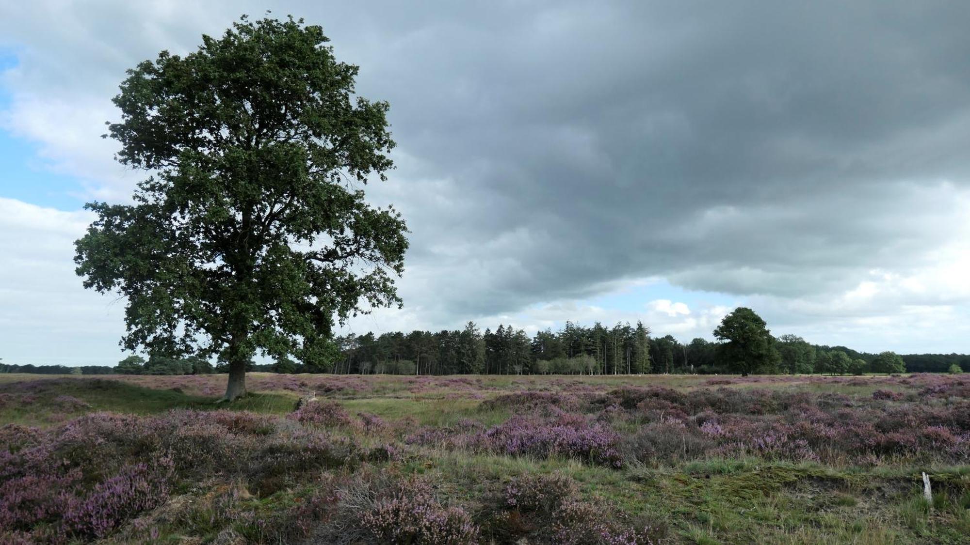 Huisje De Geluksvogel Zorgvlied Esterno foto