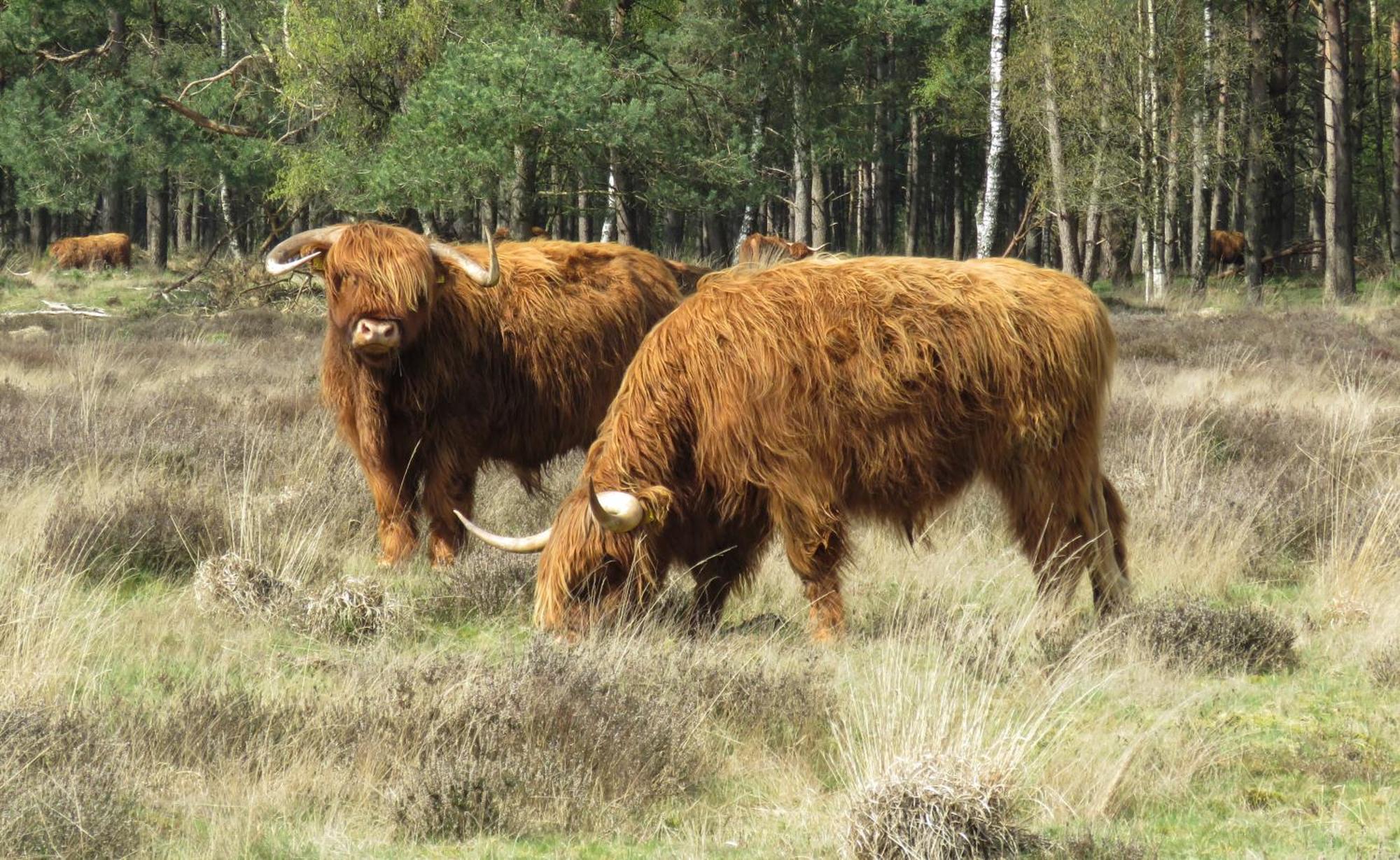 Huisje De Geluksvogel Zorgvlied Esterno foto